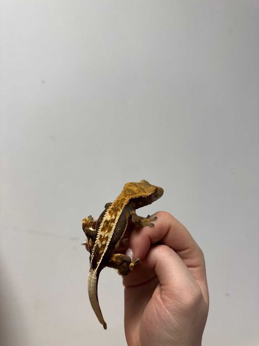 gekon orzęsiony GRUBY KOCUR sklep zoologiczny rzeszów