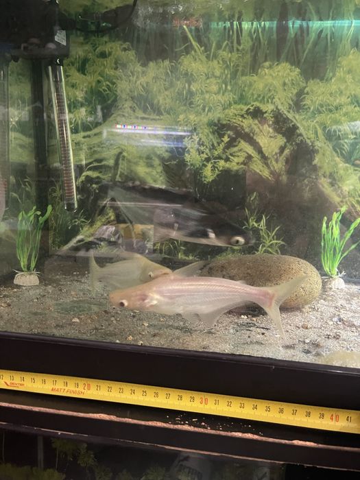 4 pangasius 2 albino 2 azuis