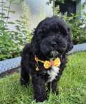 Shihpoo hybryda ras Samiec