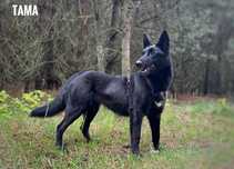 Owczarek belgijski mix, sunia, 2 letnia, adopcja za darmo oddam