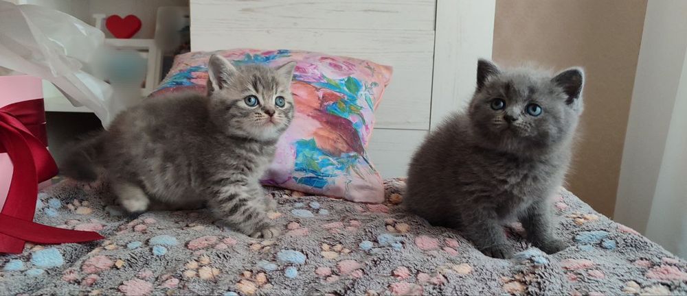 Кошенята шотландські в Києві