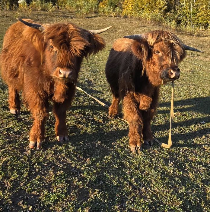 Корова Шотландська Гайленд