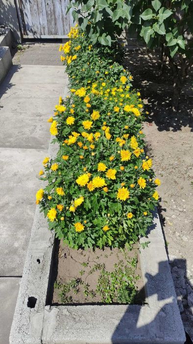 хризантема корейская