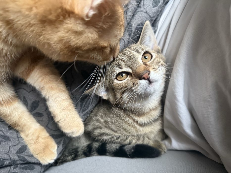 Mały kotek do oddania