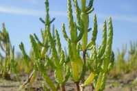 50 sementes de Salicórnia - salicornia europaea