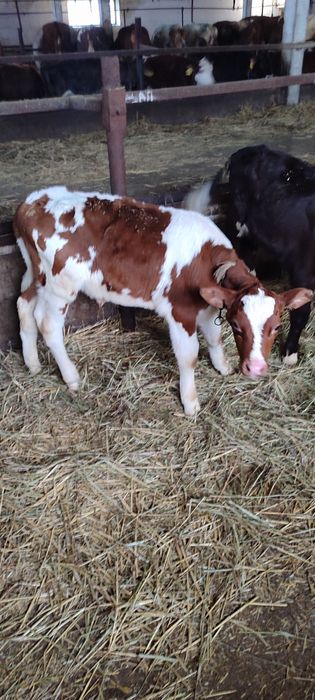 Продам Бичків і Теличок