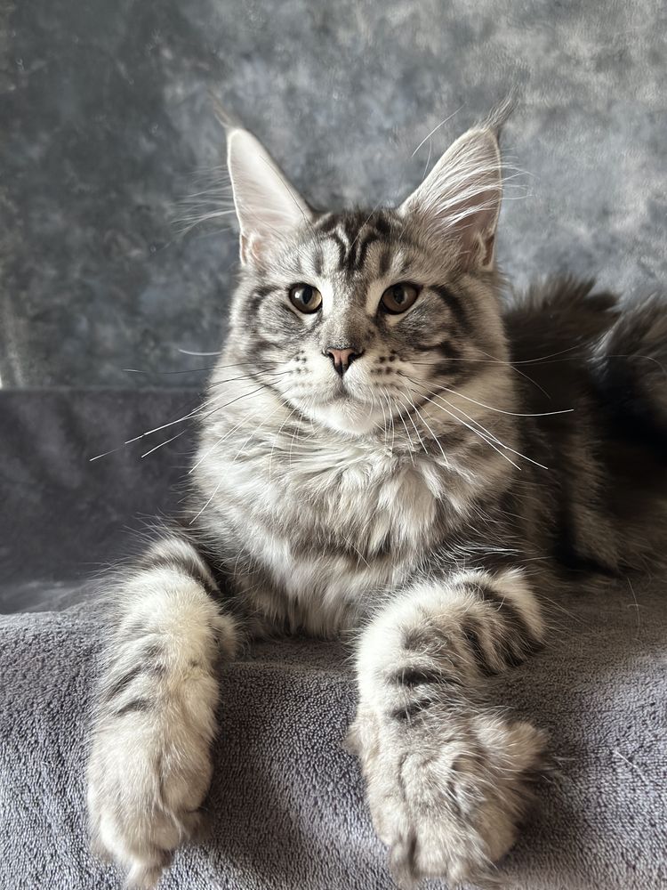 Catinho Maine Coon com pedigree