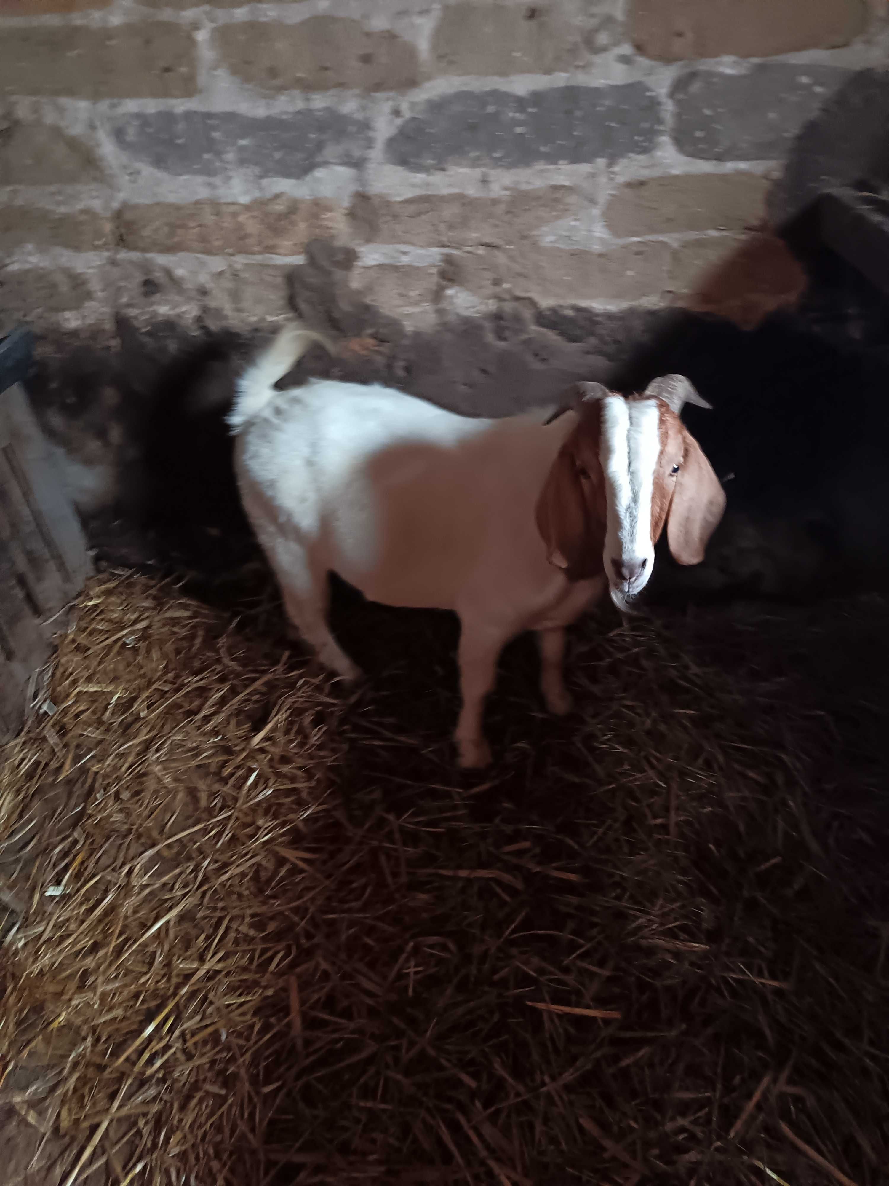.macho boer puro