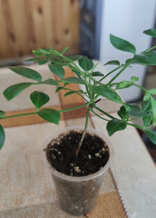 Пандорея жасминовидна