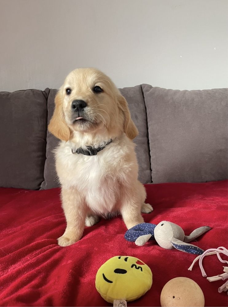 Golden Retriever - Piesek gotowy do odbioru - Kennel Club