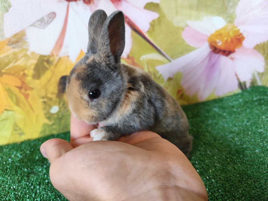 PIĘKNY Mini Rex królik miniaturka Karzełek tri kolor