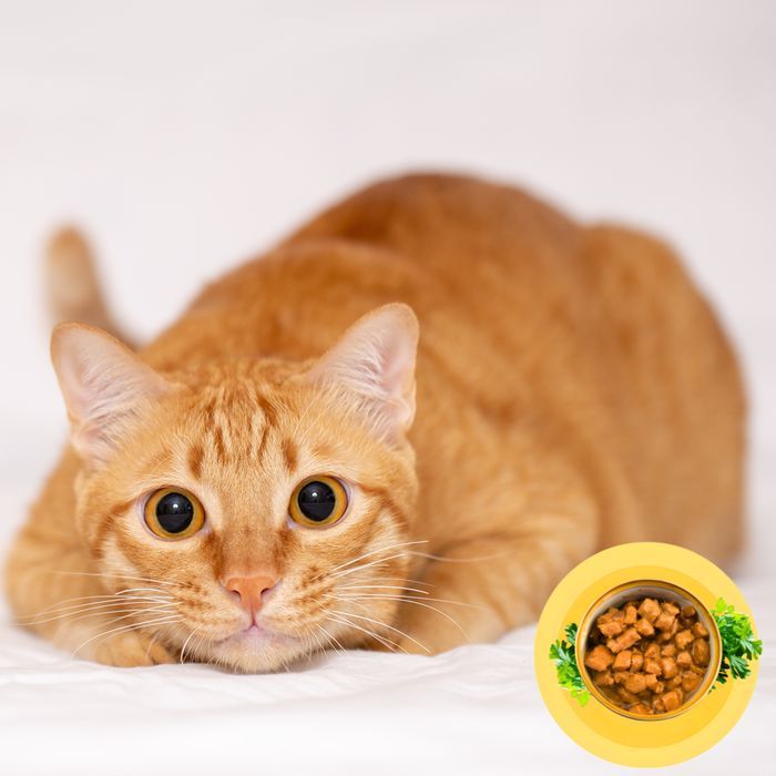 48 X 85 G Karma Mokra Dla Kotów Kurczak Kawałki W Sosie