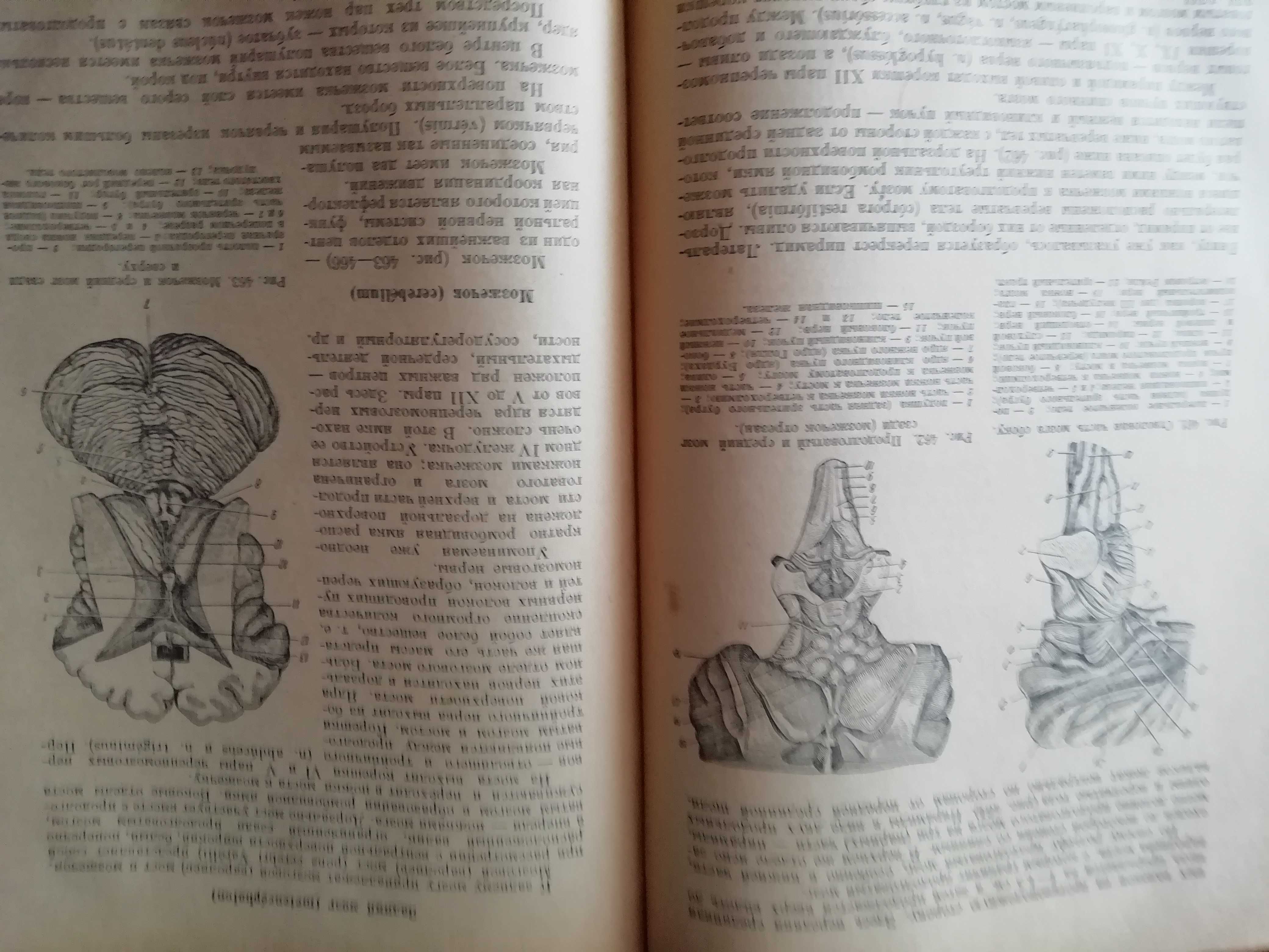 Анатомия человека 1954 год  Н. В. Колесников