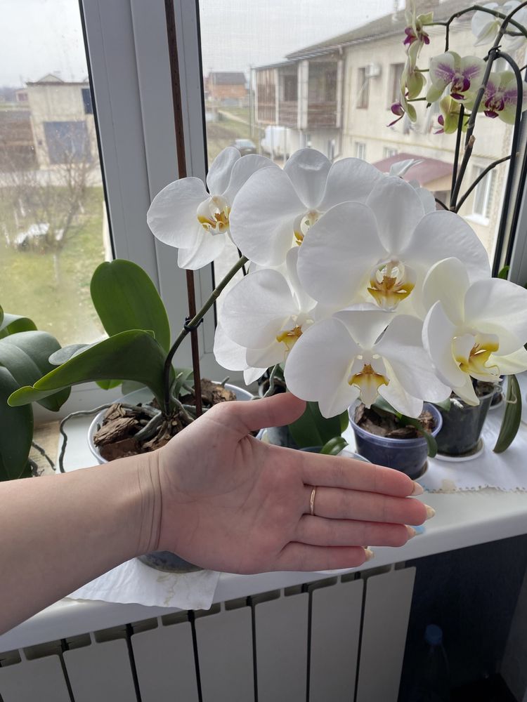 Орхідея Phalaenopsis