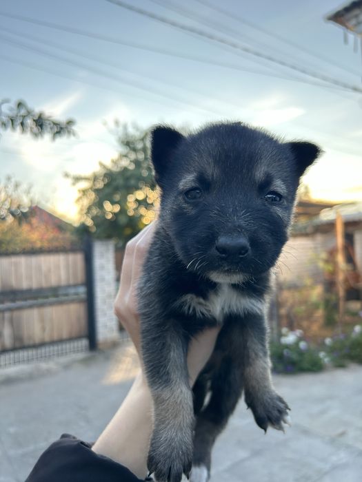 Щенята , мальчики , 1 месяц