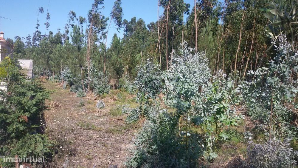 Terreno para construção em São Mamede