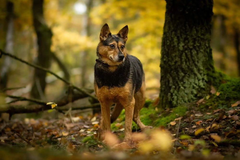 Już 6 lat czeka na dom..