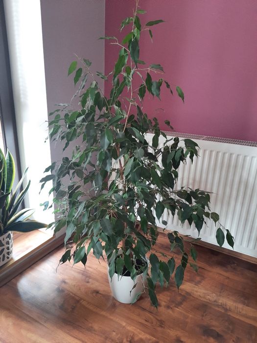 Fiskus beniamin. Wys 120cm.