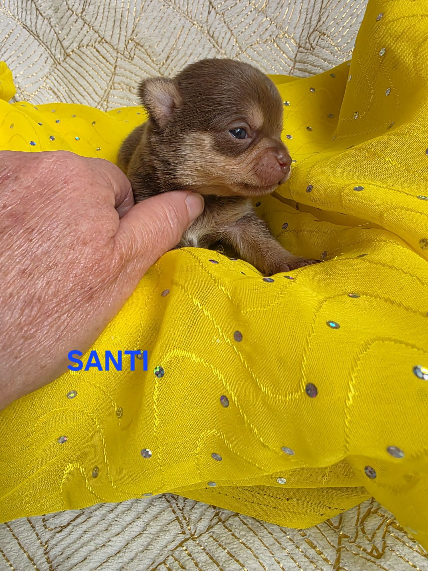 SANTI  choco tan