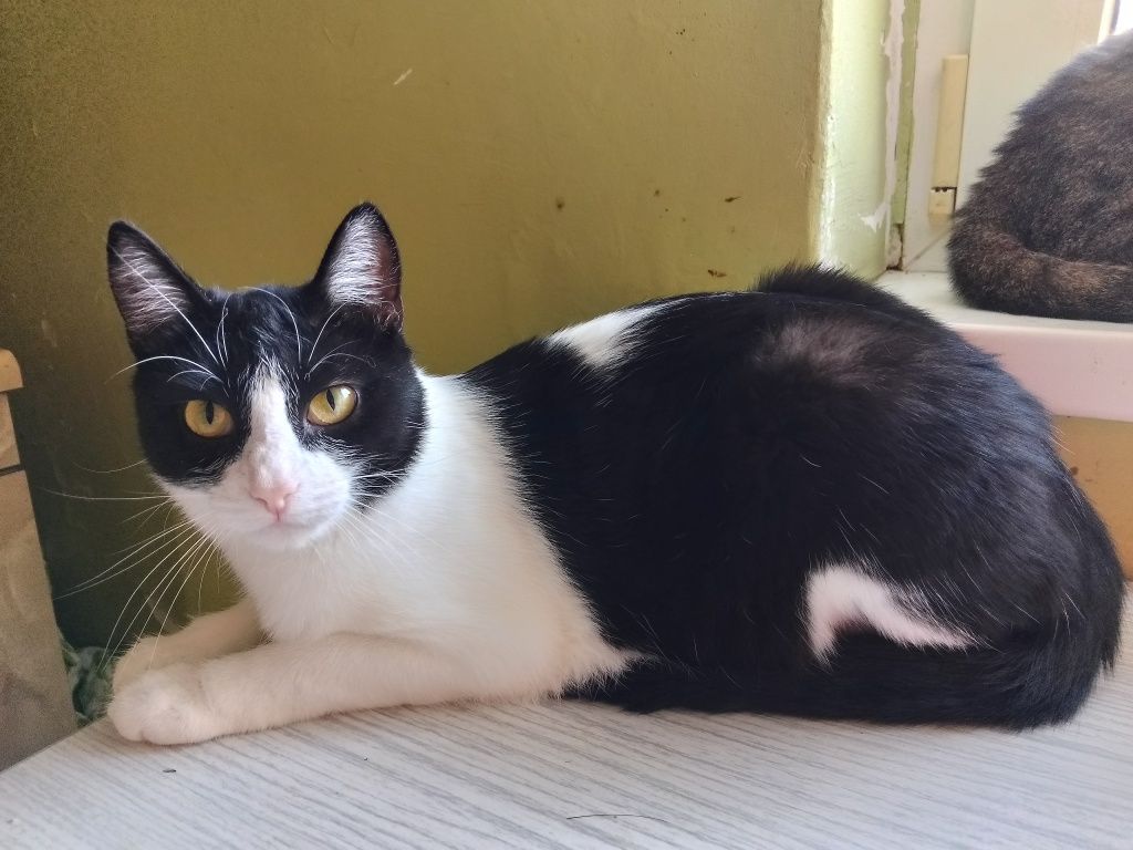 Roczna kotka Gwiazdka do pilnej adopcji