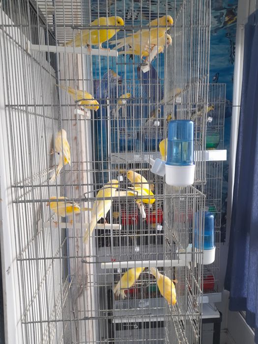 Canarios machos e femeas