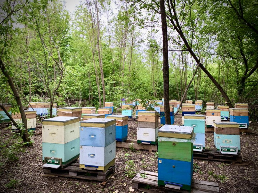 Продам мед соти з лісової пасіки гречаний квітковий акація