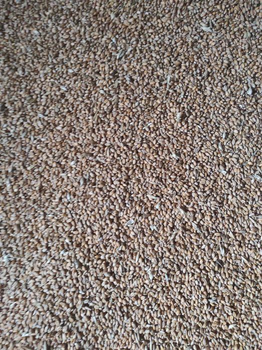 Pszenica zwyczajna jakosciowa