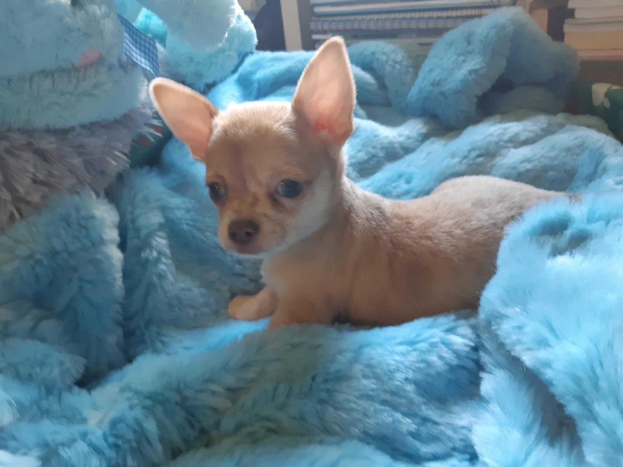Piesek chihuahua krótkowłosy z badaniem głowy i serca