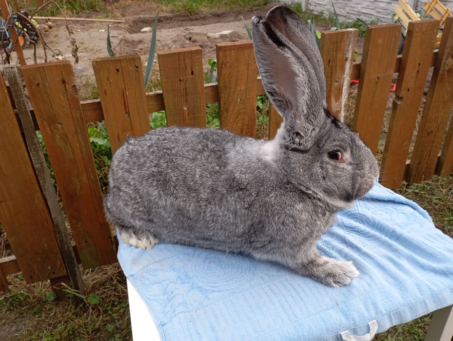 Belgijski Olbrzym Szynszylowy