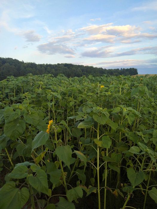 Słonecznik ozdobny, kwiaty