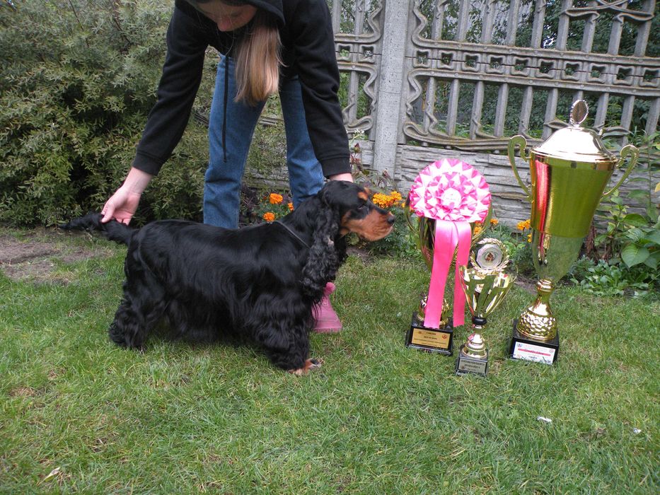 cocker spaniel angielski piesek