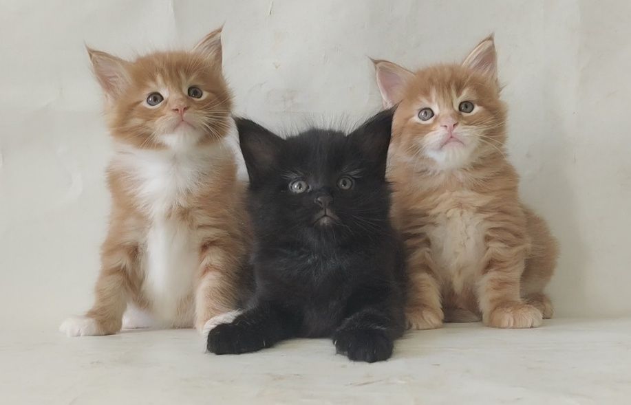 Мейн Кун. Котята.