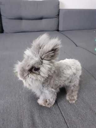 KRÓLIK KARZEŁEK TEDDY - oddam królika w dobre ręce za darmo