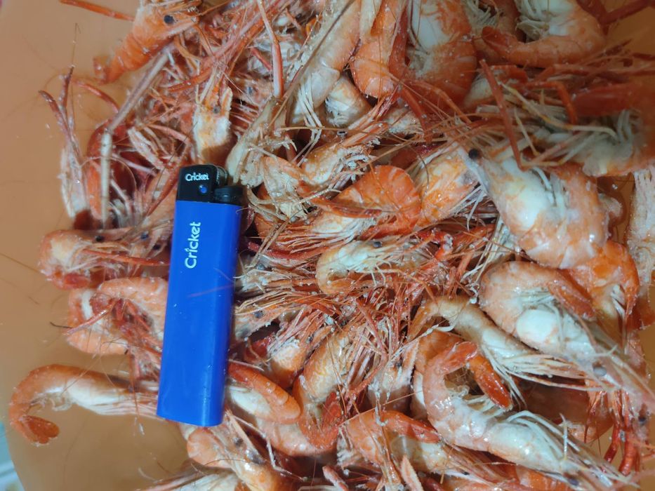 Креветка черноморская и дунайская