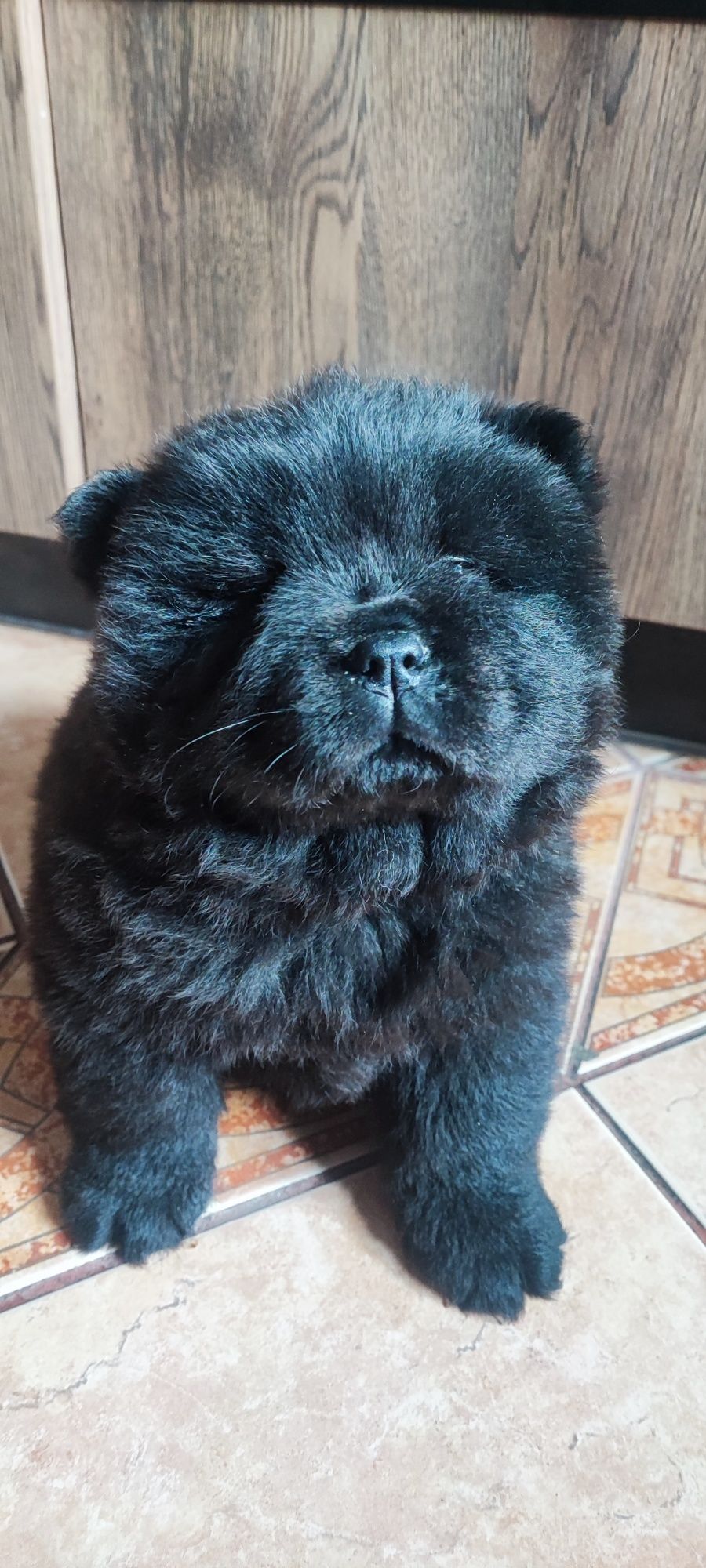 Chow chow szczeniak