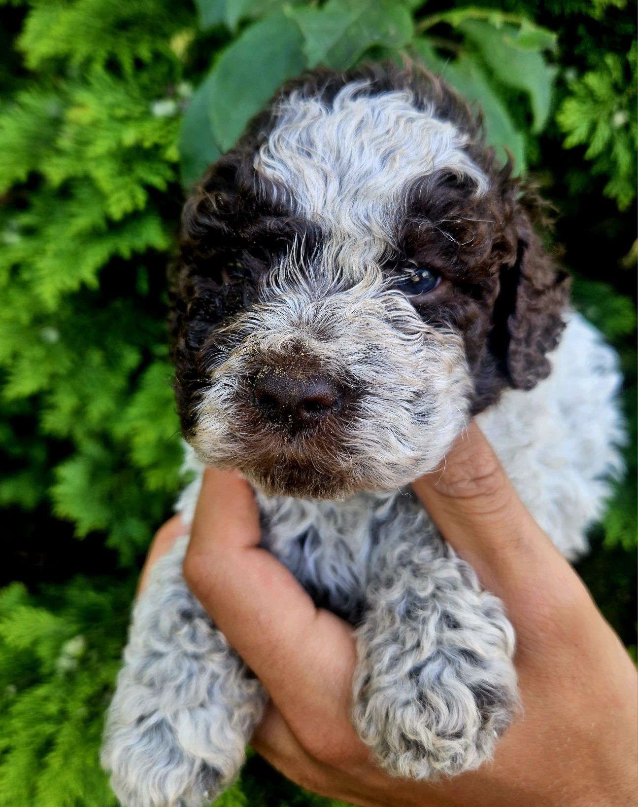 Lagotto Romagnolo - szczeniak