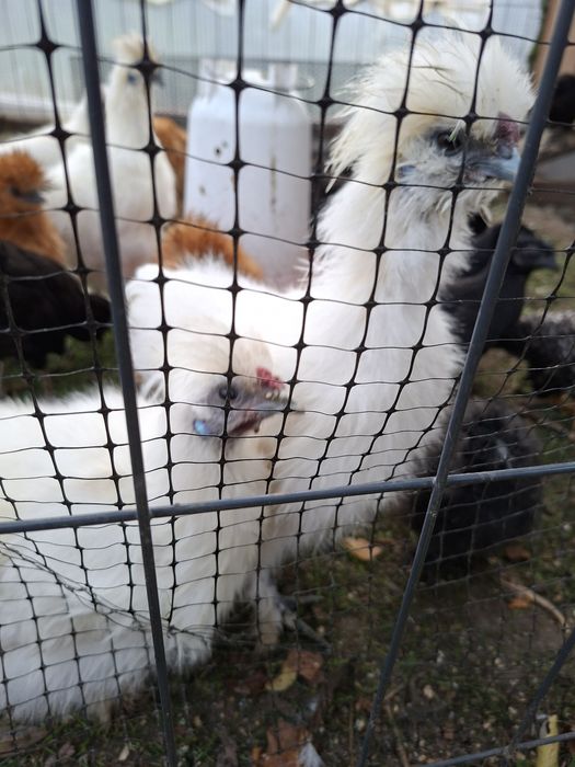 Kogut silka z maja 2025