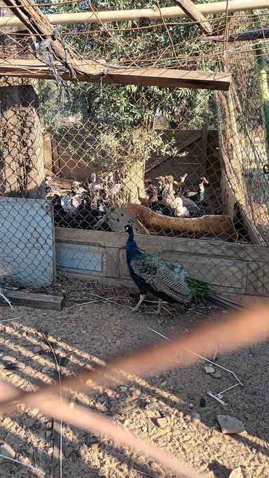 Tenho pavões  com um ano criação do   propria