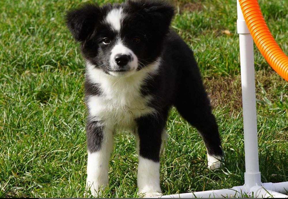 Border collie , chłopiec czarno biały ZKwP / FCI