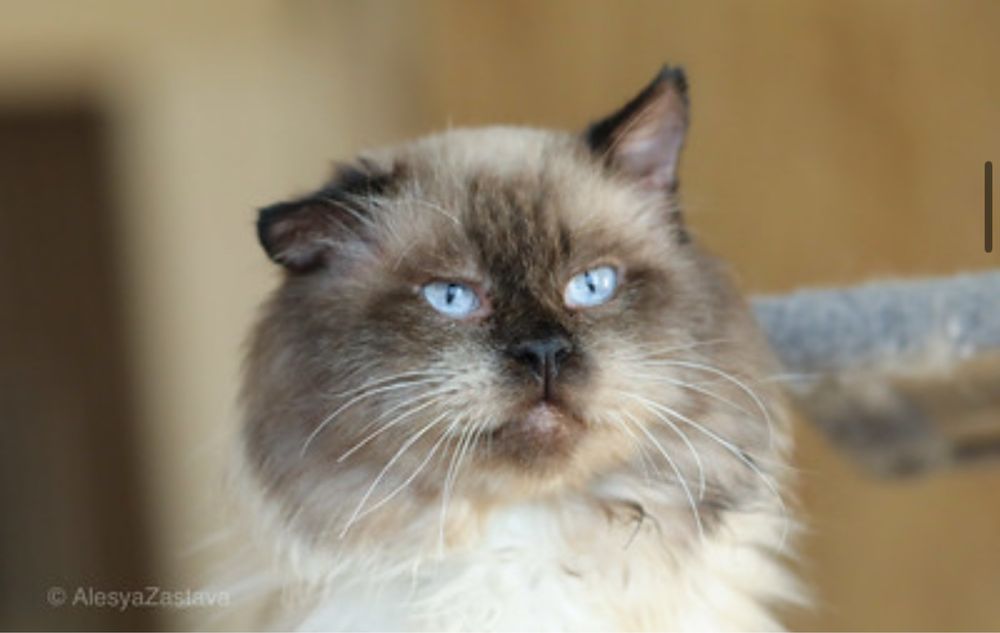 Дед Сиам, котик, красивый окрас 8 лет