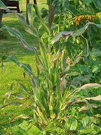 Kukurydza ozdobna Zea Japonica variegata nasiona  10szt  + 1gratis