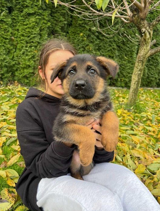 Szczeniak Owczarek Niemiecki Krótkowłosy Piesek FCI