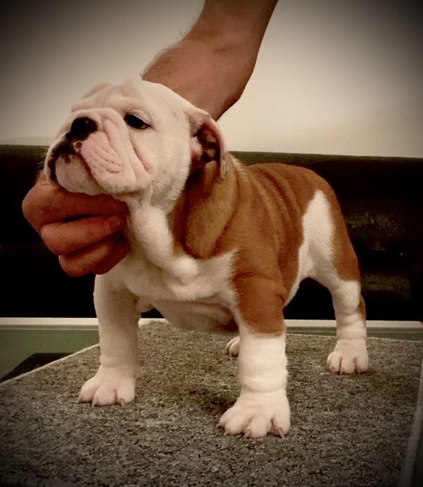 super piesek buldog angielski FCI