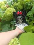 Yorkshire terrier Biewer dziewczynka Gotowa do odbioru