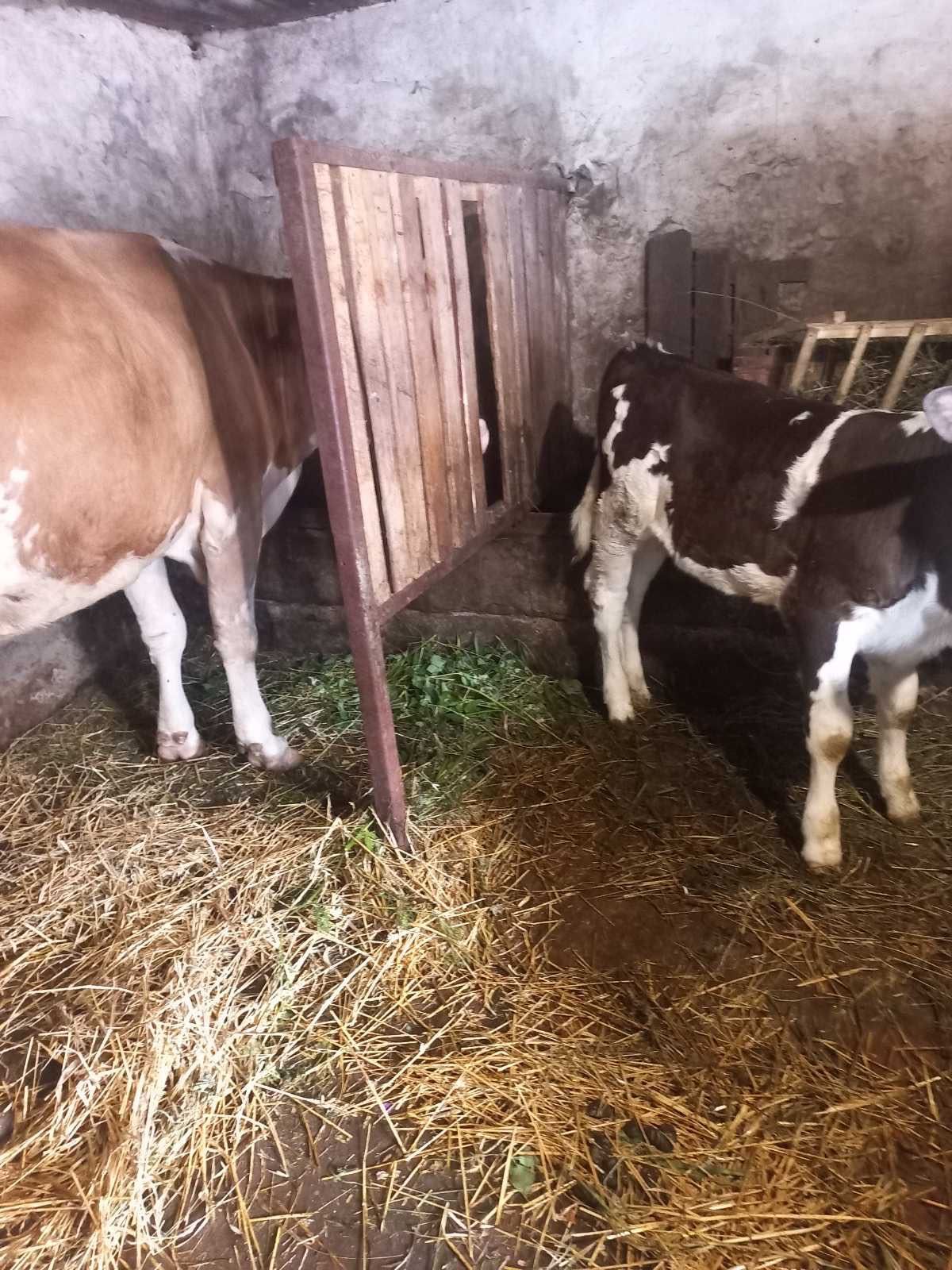 Продам добру корову