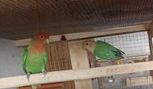 Casal agapornis roseicollis sexado