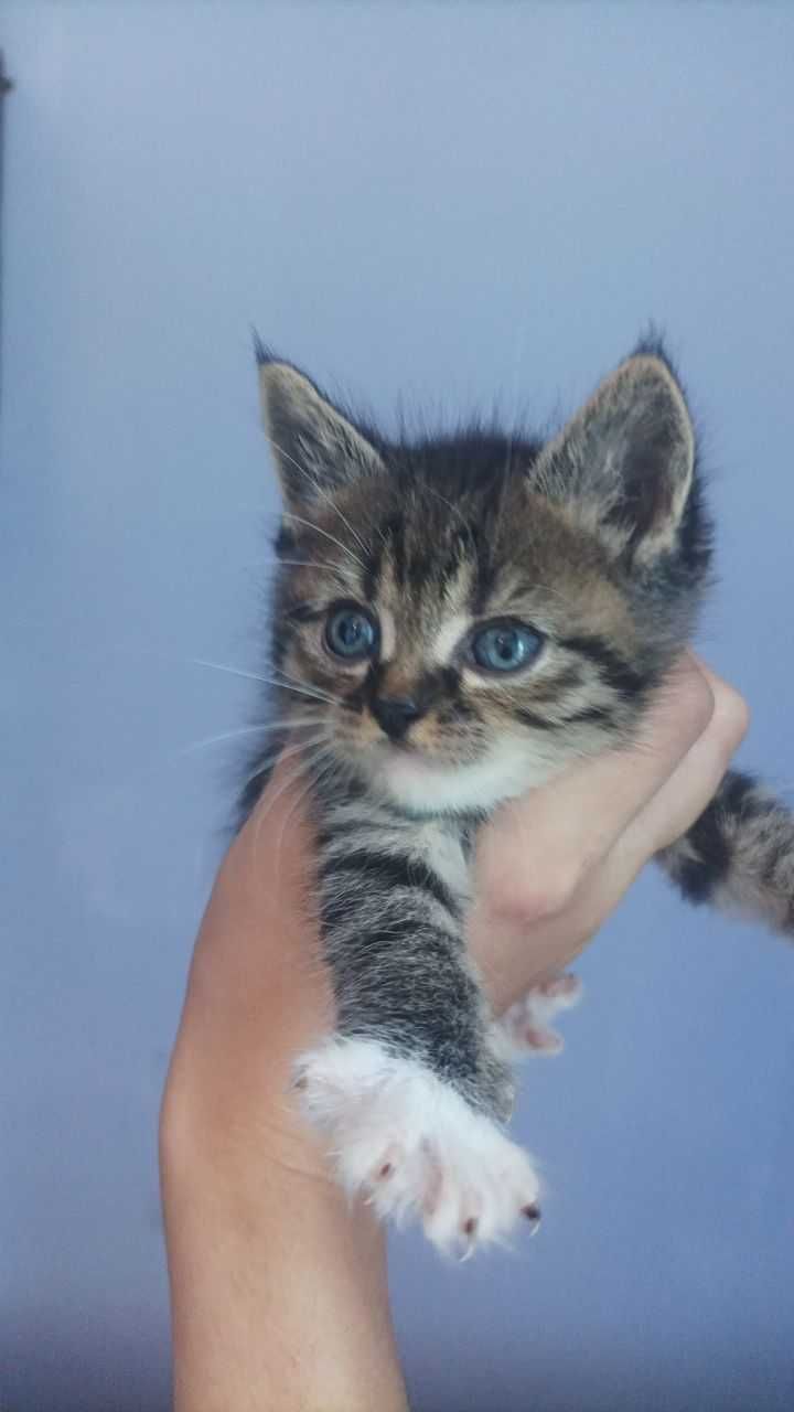 Ищем дом для котёнка
