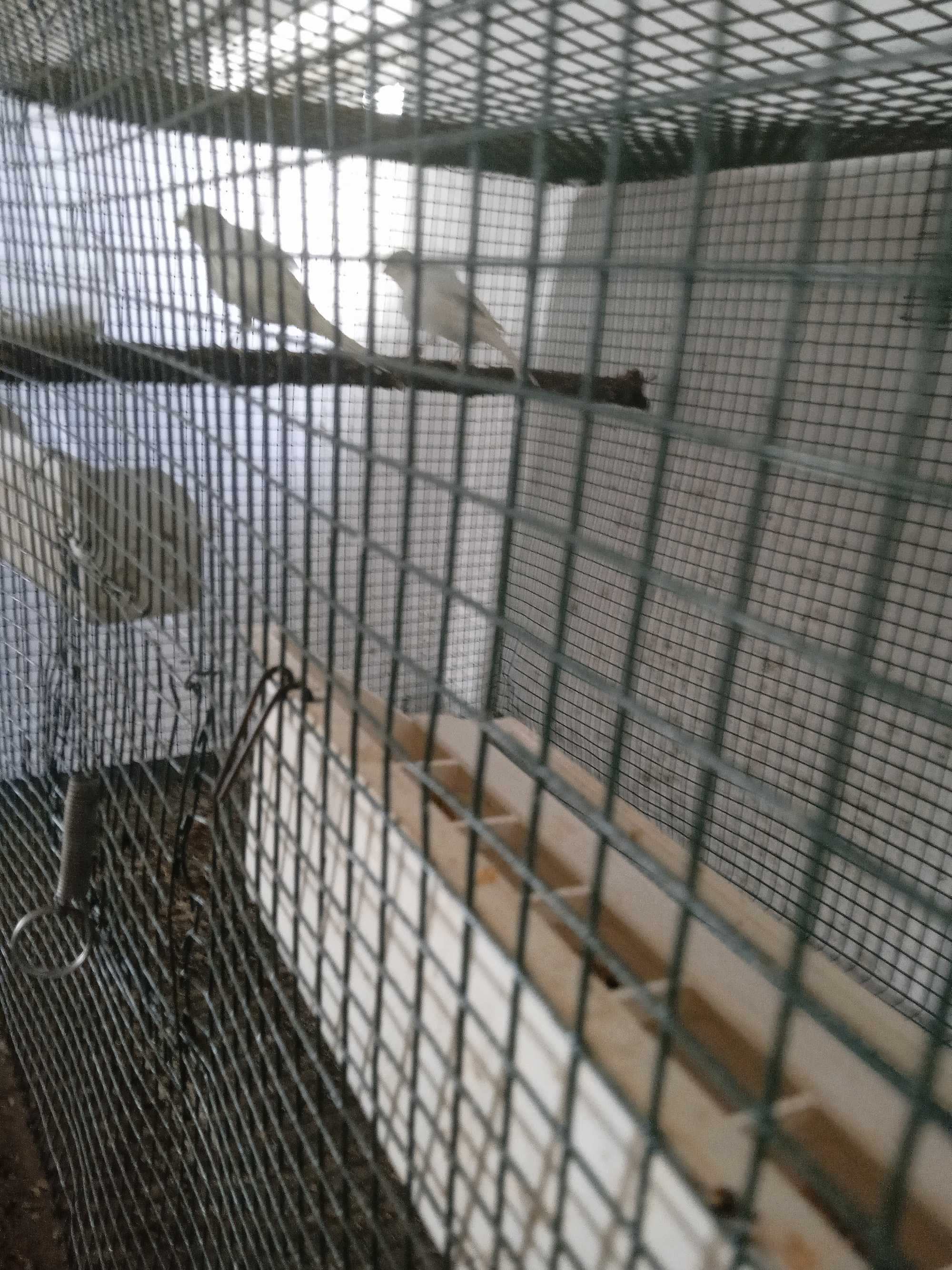 Canários mosaicos amarelos, arlequim e frisados. Também ringnecks.