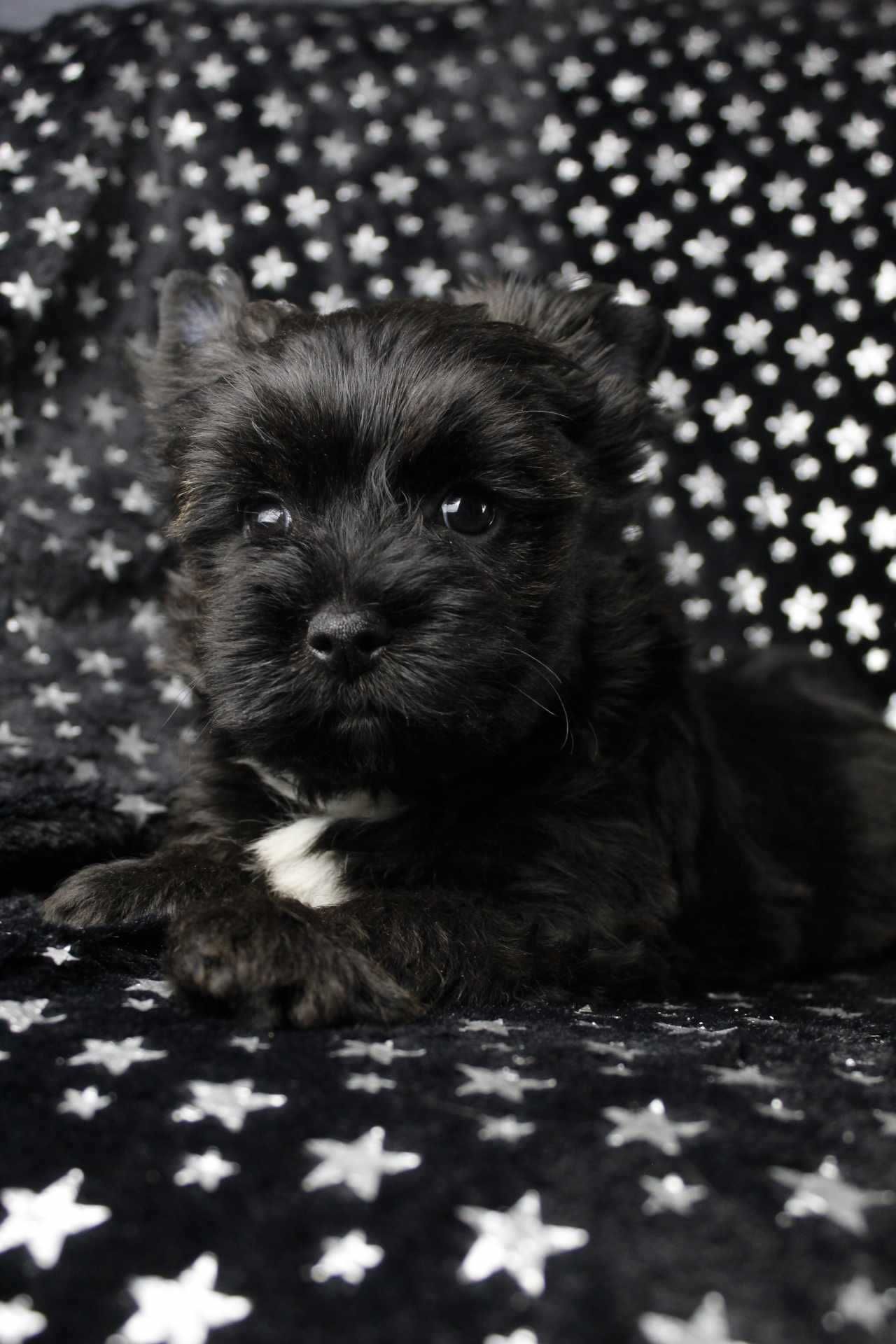 Samiec yorkshire terrier black