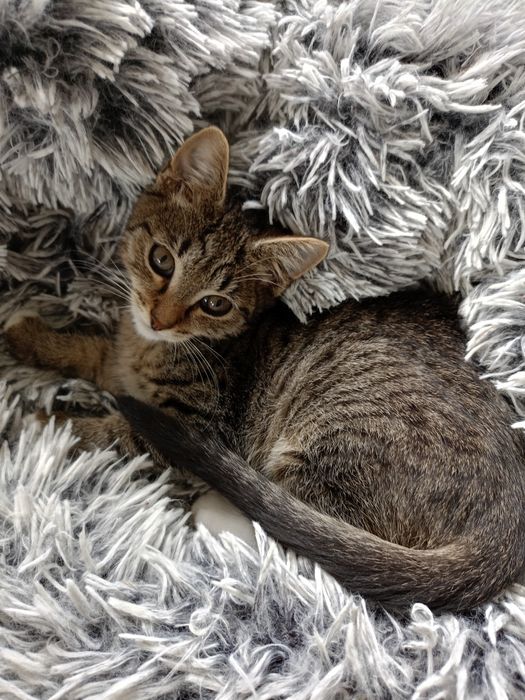 Domek poszukiwany dla kociaków